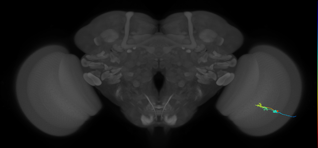 C2_R (MaleCNS:99341)