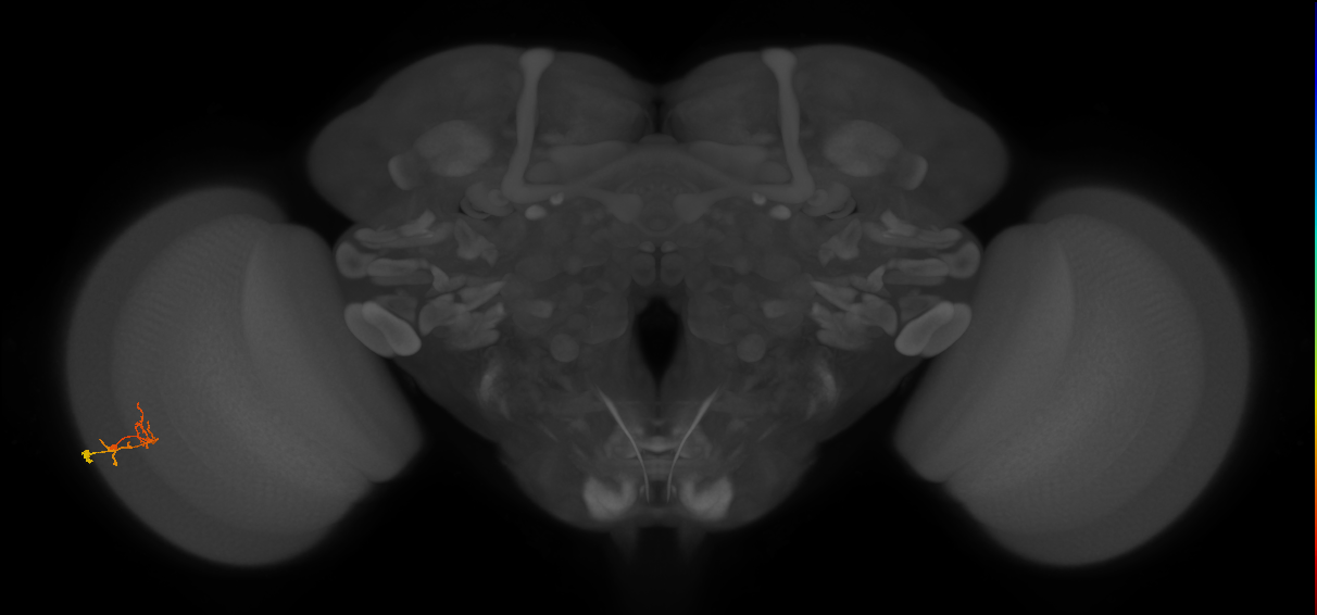C2_L (MaleCNS:580794)