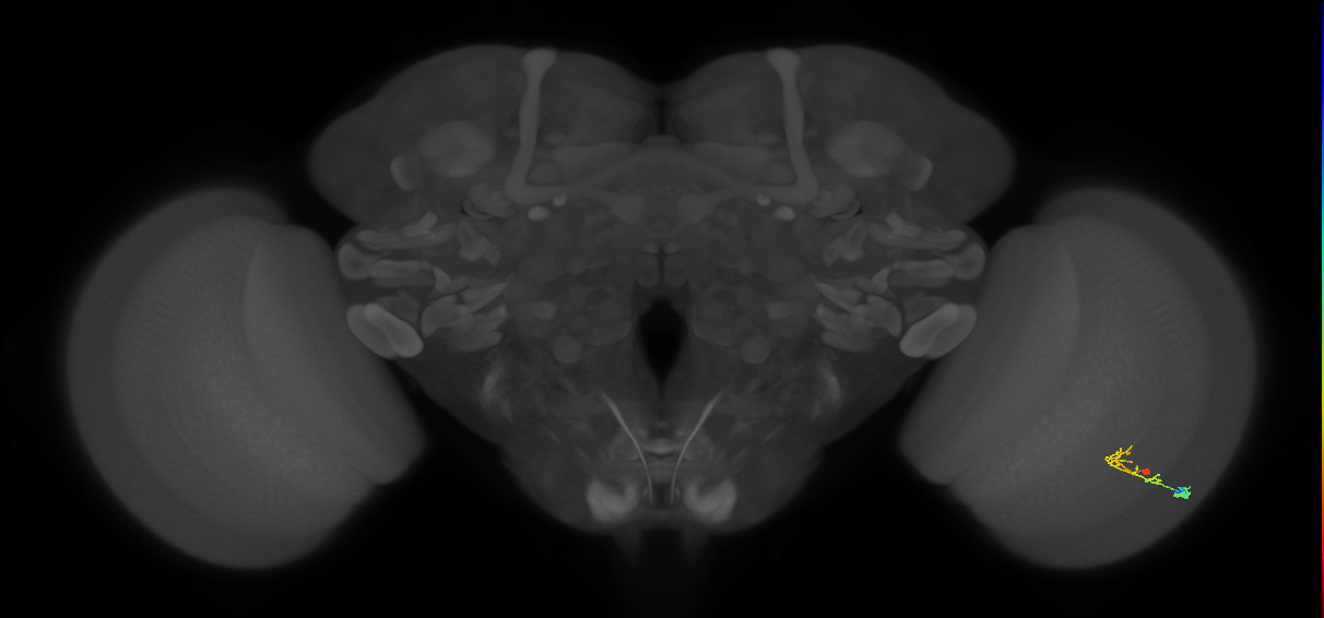 C2_R (MaleCNS:91884)