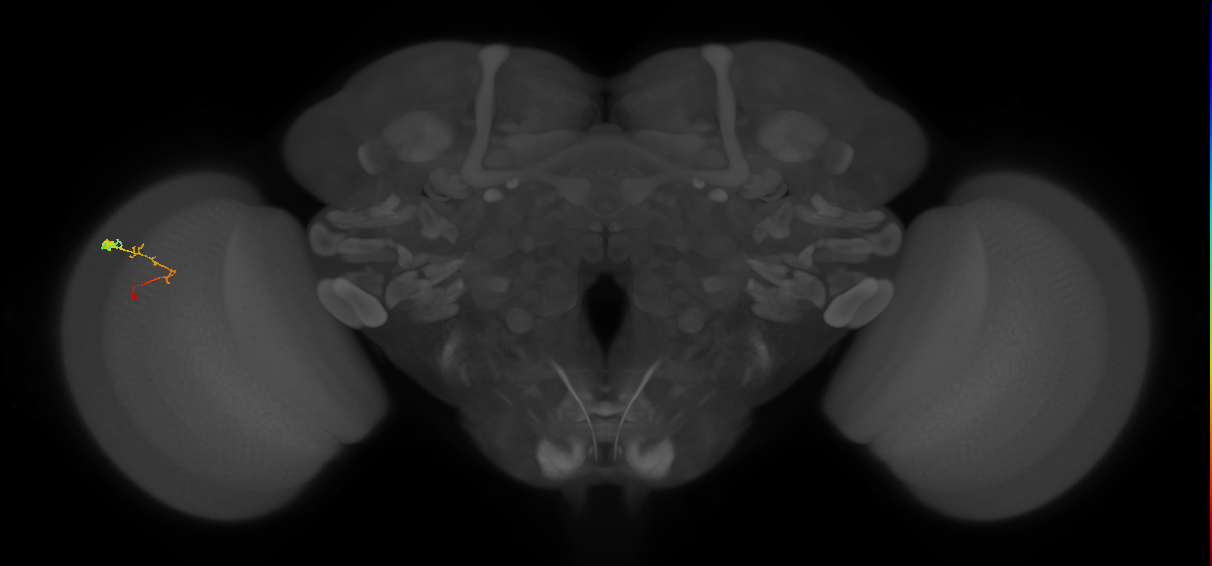C2_L (MaleCNS:120728)