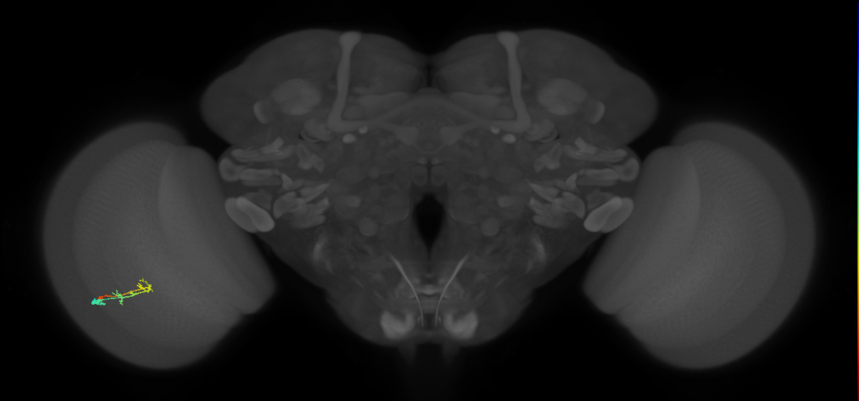 C2_L (MaleCNS:162677)