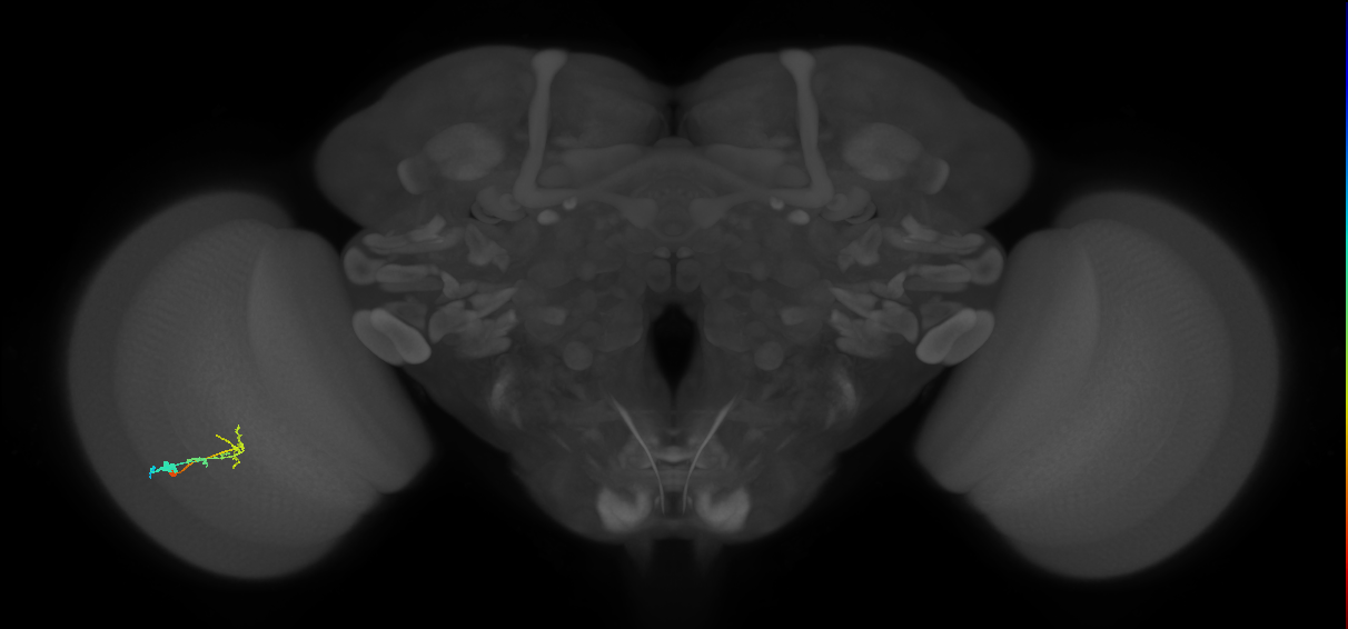 C2_L (MaleCNS:93733)