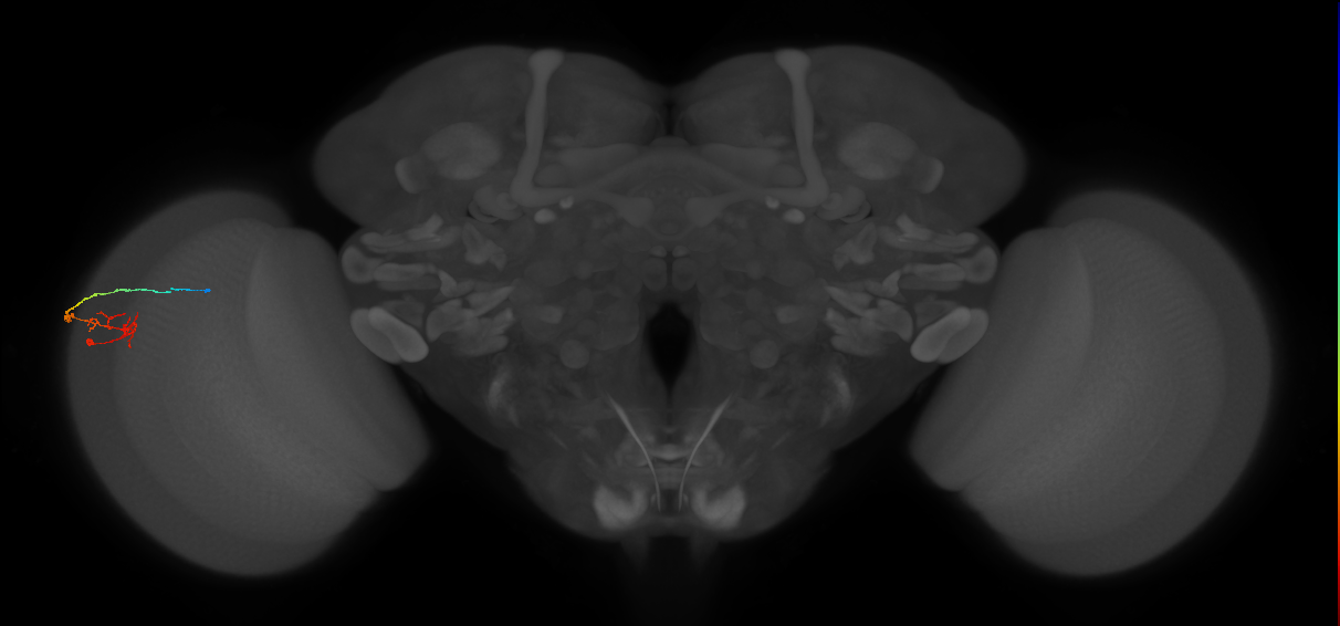 C2_L (MaleCNS:551866)