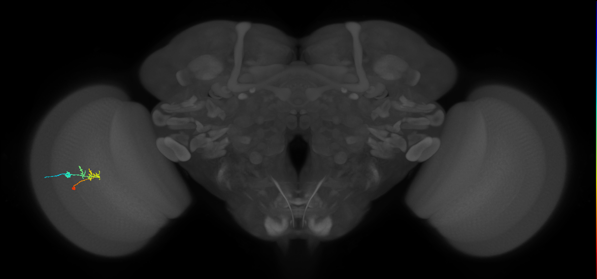 C2_L (MaleCNS:115039)