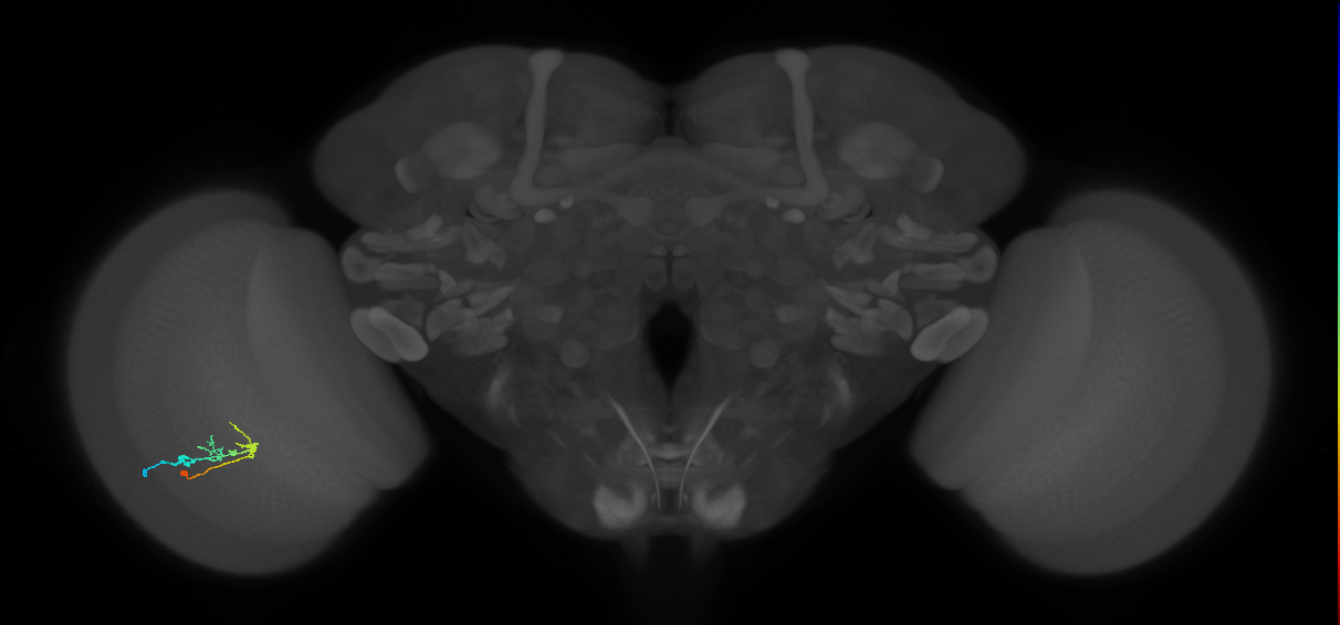 C2_L (MaleCNS:89467)