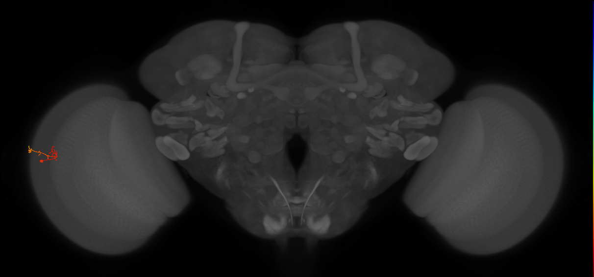 C2_L (MaleCNS:553737)