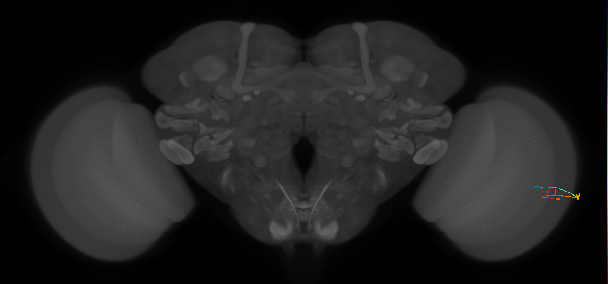 C2_R (MaleCNS:130165)