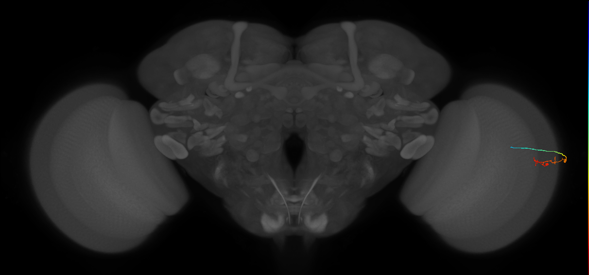 C2_R (MaleCNS:148968)