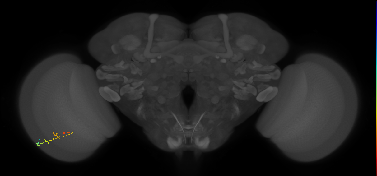 C2_L (MaleCNS:158308)