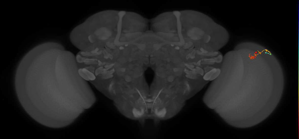 C2_R (MaleCNS:96917)