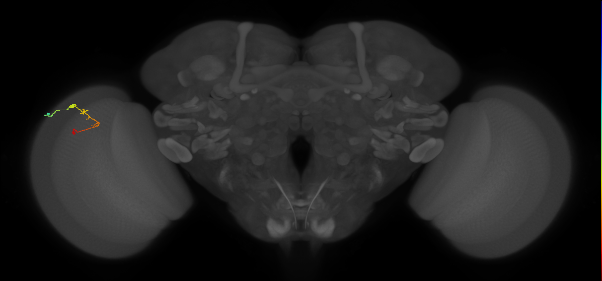 C2_L (MaleCNS:87957)