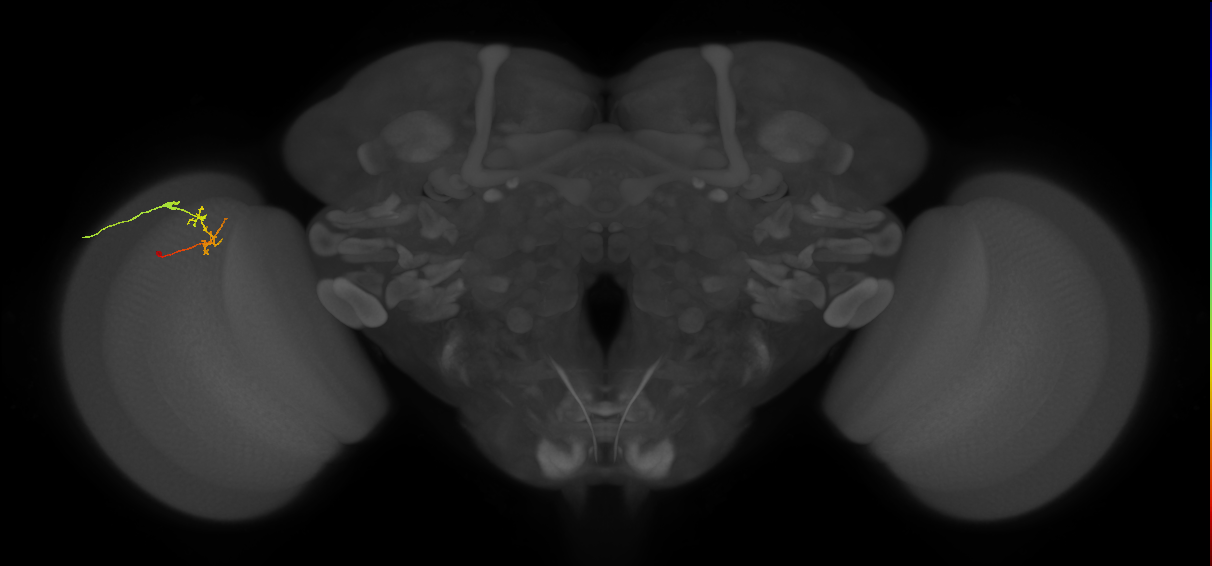 C2_L (MaleCNS:125725)