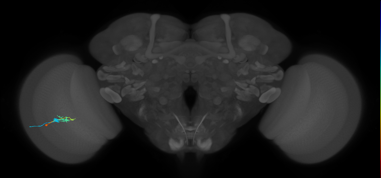 C2_L (MaleCNS:122785)