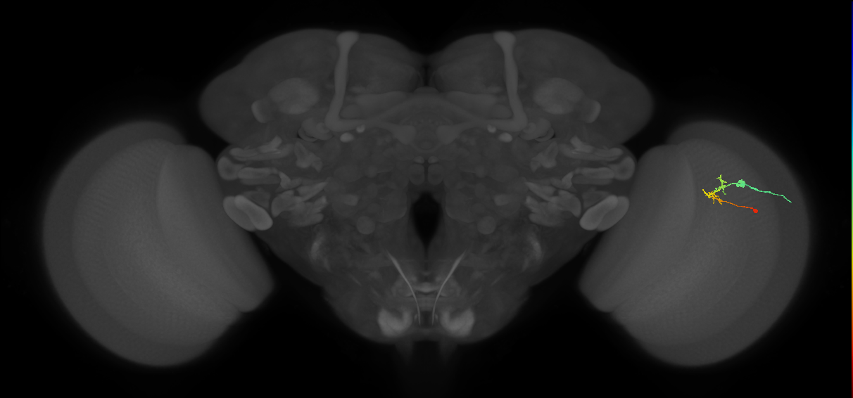 C2_R (MaleCNS:120151)