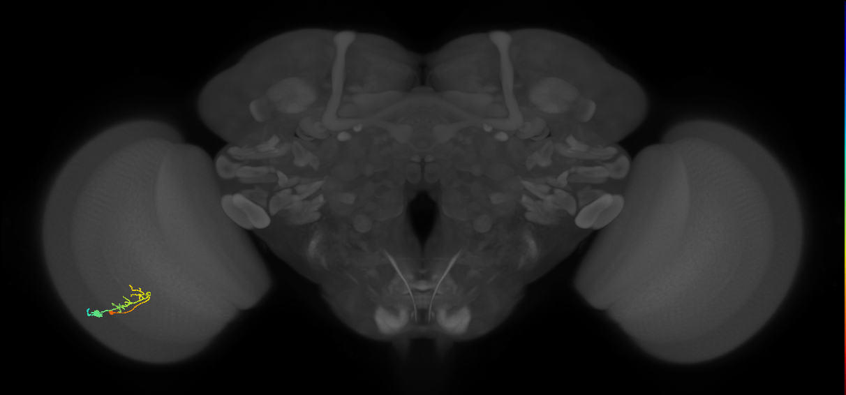 C2_L (MaleCNS:50266)