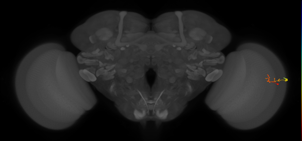 C2_R (MaleCNS:109844)