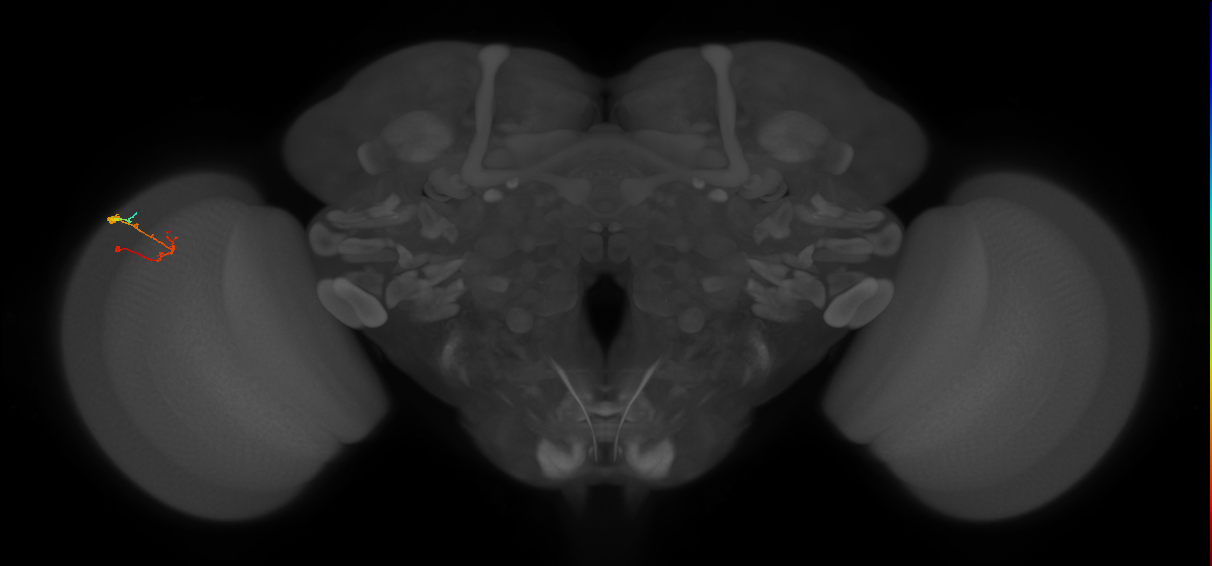 C2_L (MaleCNS:174572)