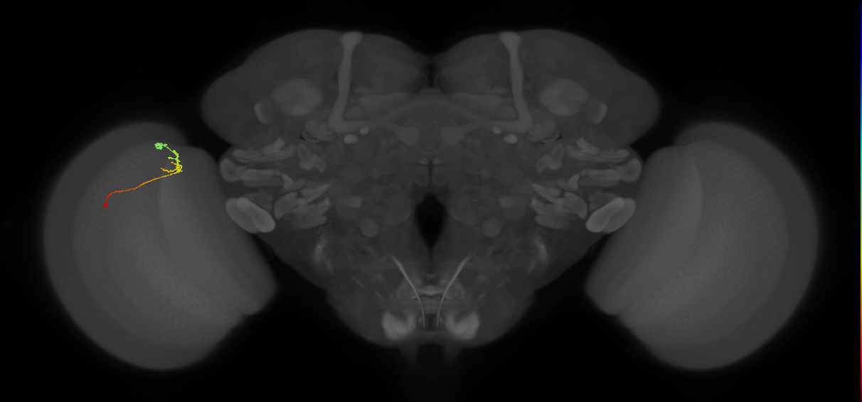 C2_L (MaleCNS:114571)