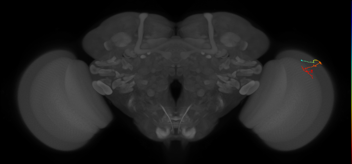 C2_R (MaleCNS:127913)