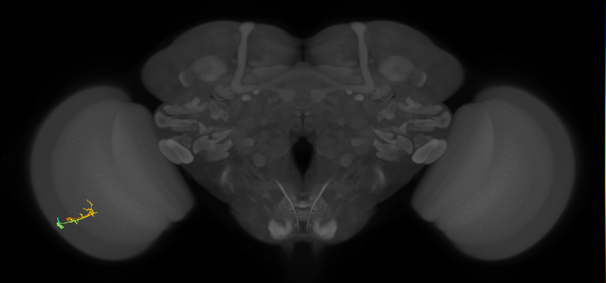 C2_L (MaleCNS:133207)