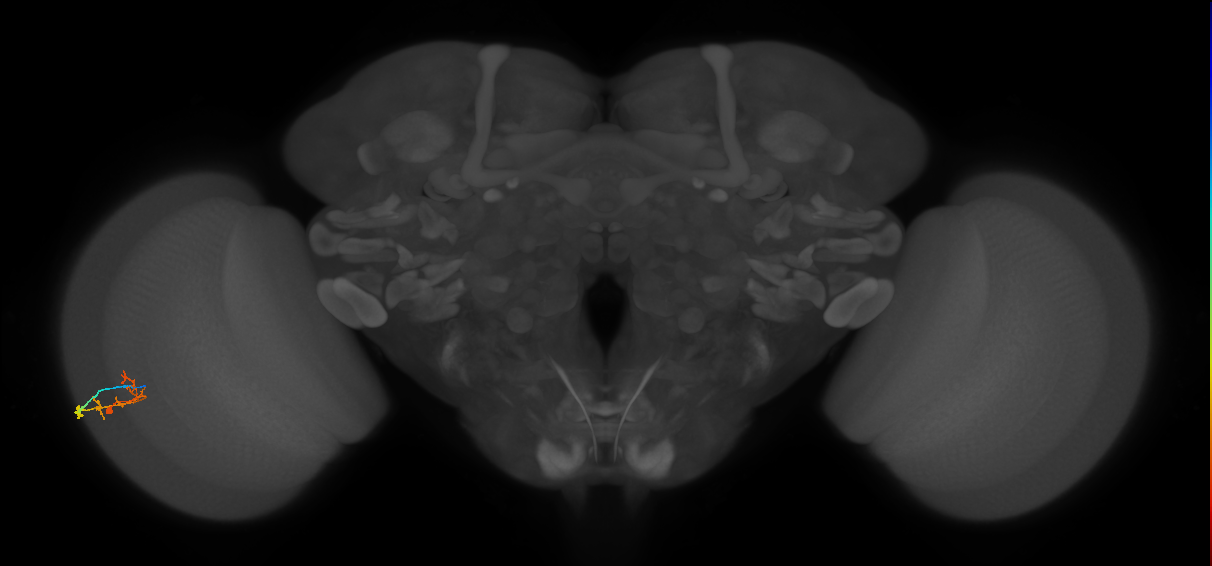 C2_L (MaleCNS:81653)