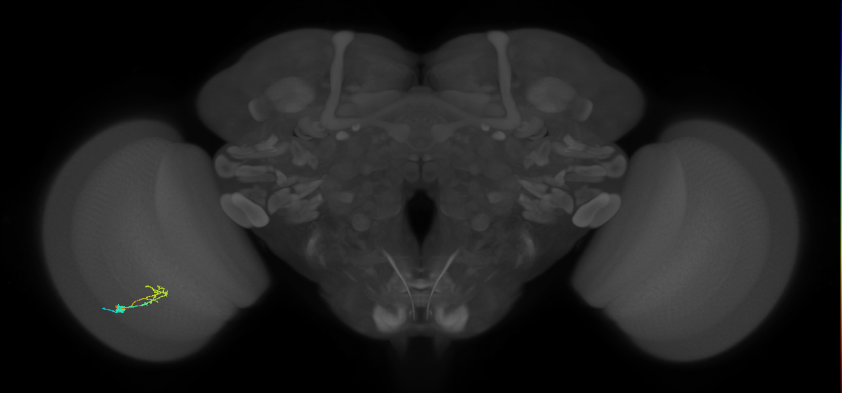 C2_L (MaleCNS:93959)