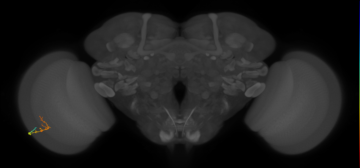 C2_L (MaleCNS:959131654)