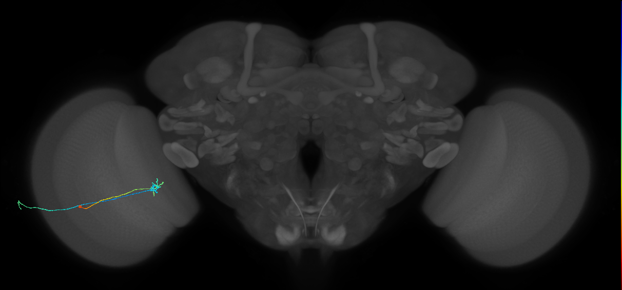 C2_L (MaleCNS:129062)