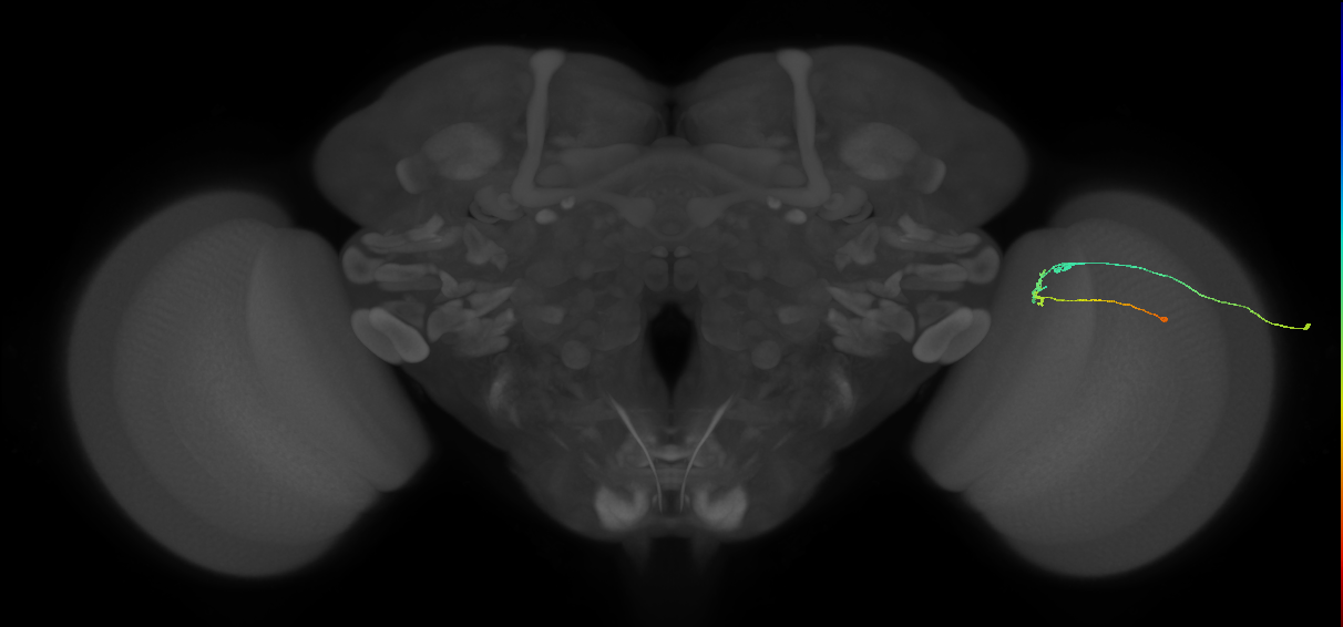 C2_R (MaleCNS:152870)