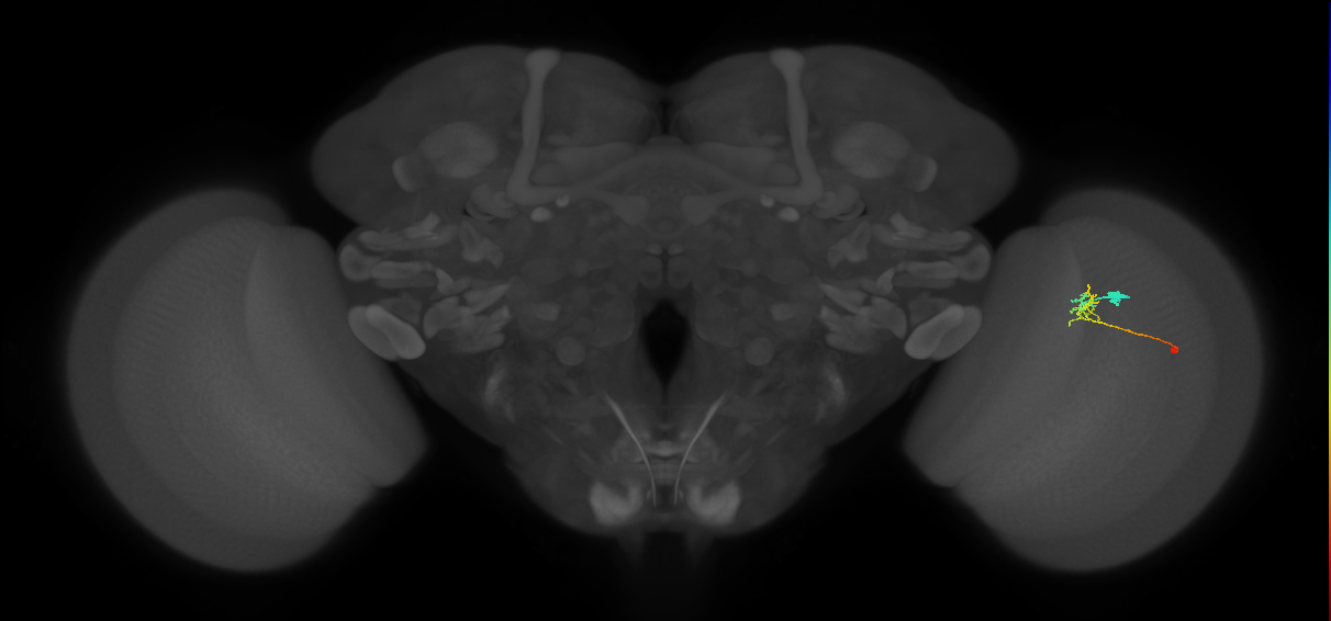 C2_R (MaleCNS:94390)