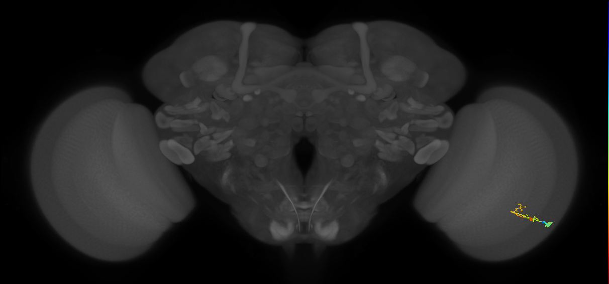 C2_R (MaleCNS:100448)