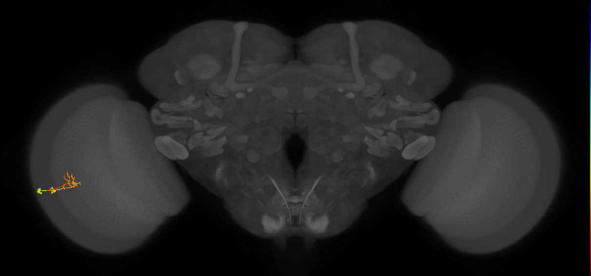 C2_L (MaleCNS:92778)