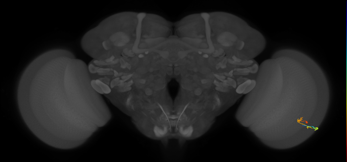 C2_R (MaleCNS:103256)