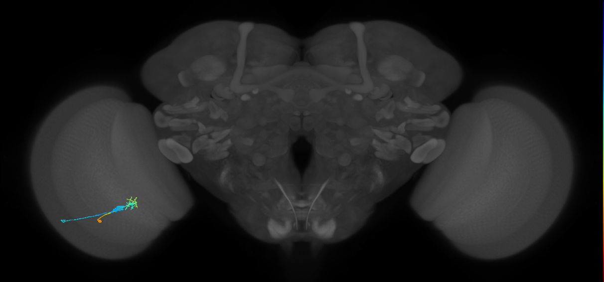 C2_L (MaleCNS:120865)