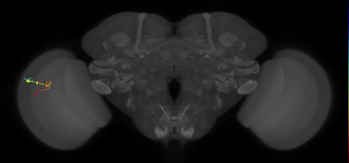 C2_L (MaleCNS:131394)