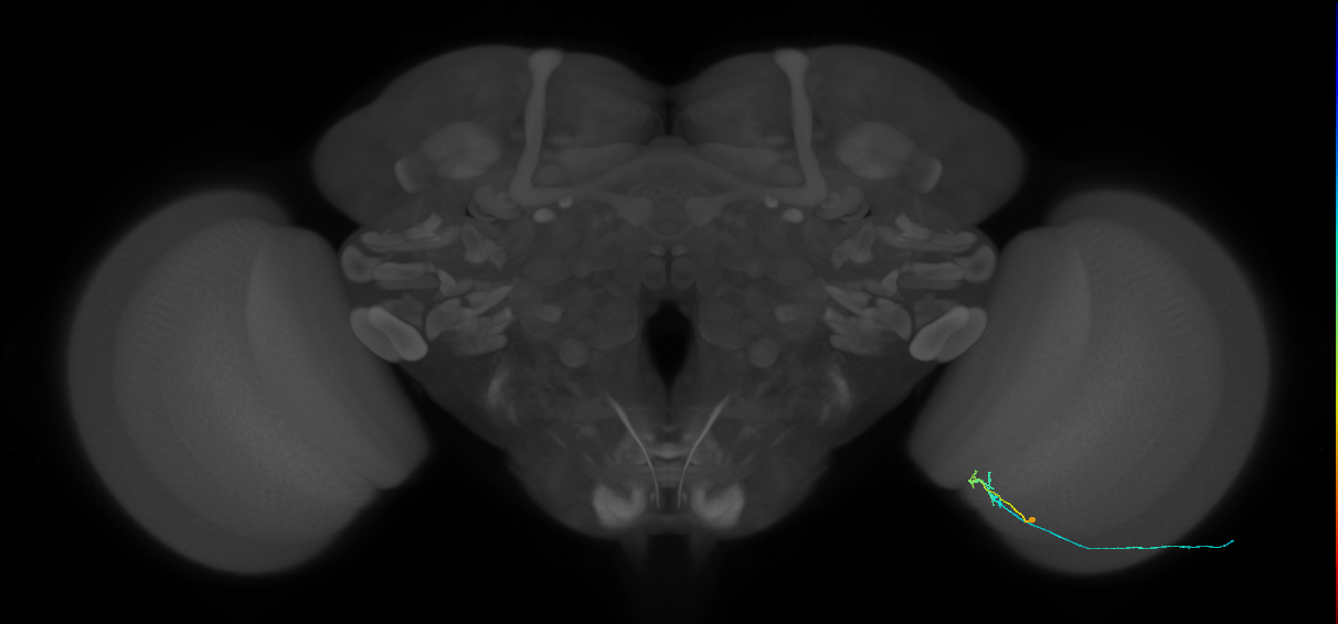 C2_R (MaleCNS:136731)