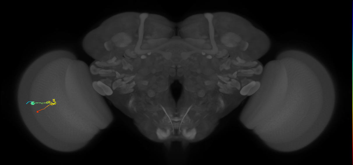 C2_L (MaleCNS:129546)