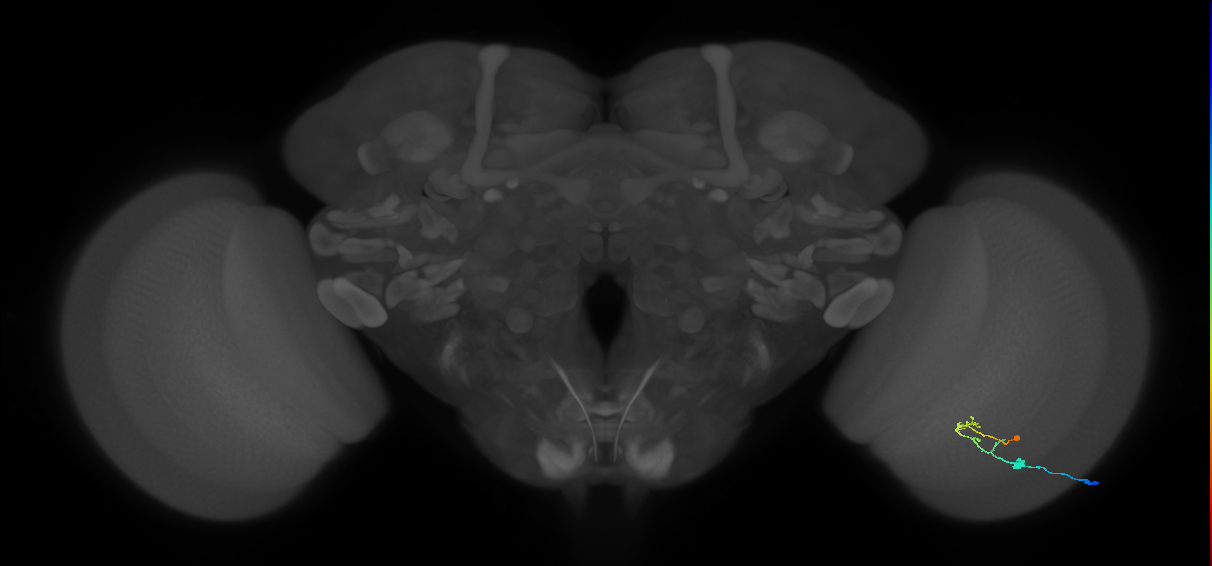 C2_R (MaleCNS:96668)