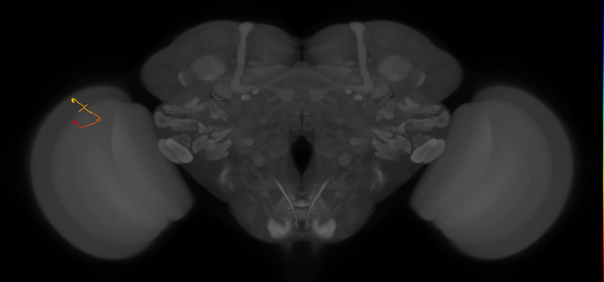 C2_L (MaleCNS:145276)