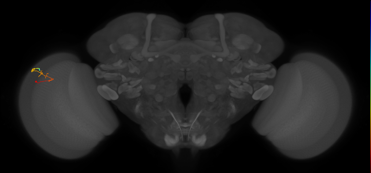 C2_L (MaleCNS:156359)