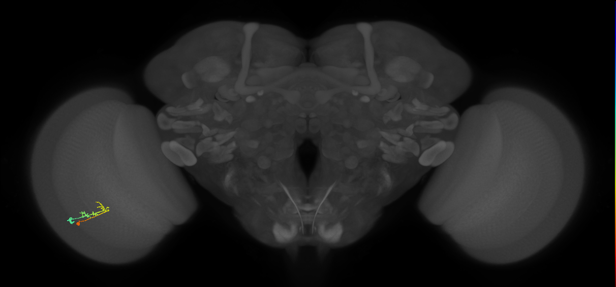 C2_L (MaleCNS:160049)