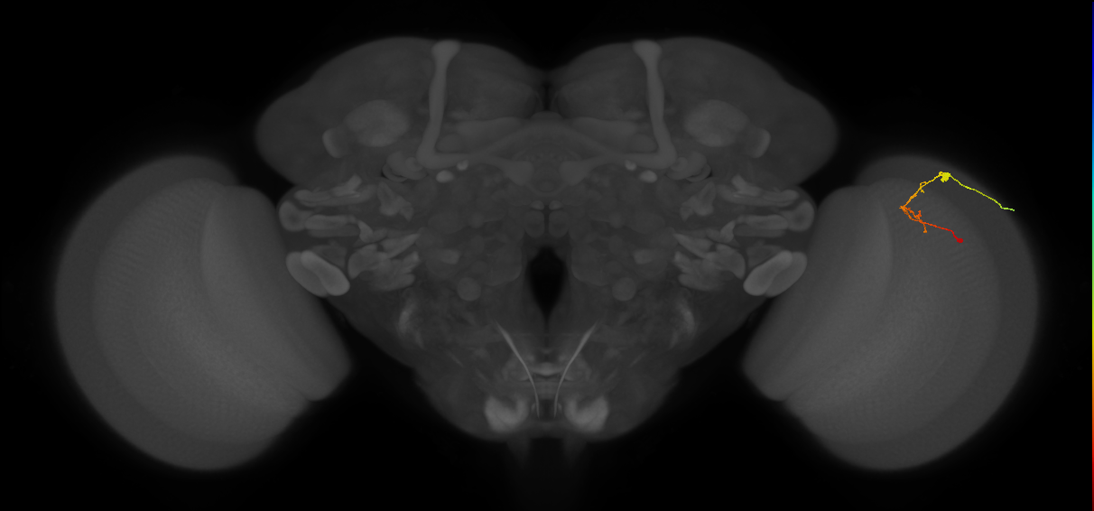 C2_R (MaleCNS:110620)