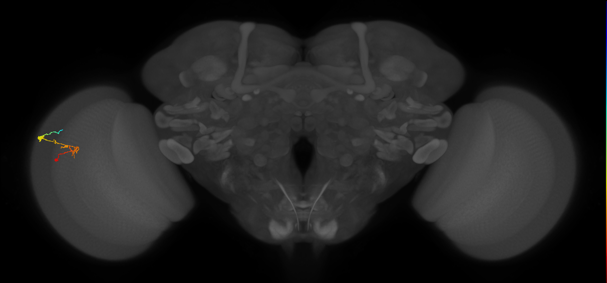 C2_L (MaleCNS:100610)