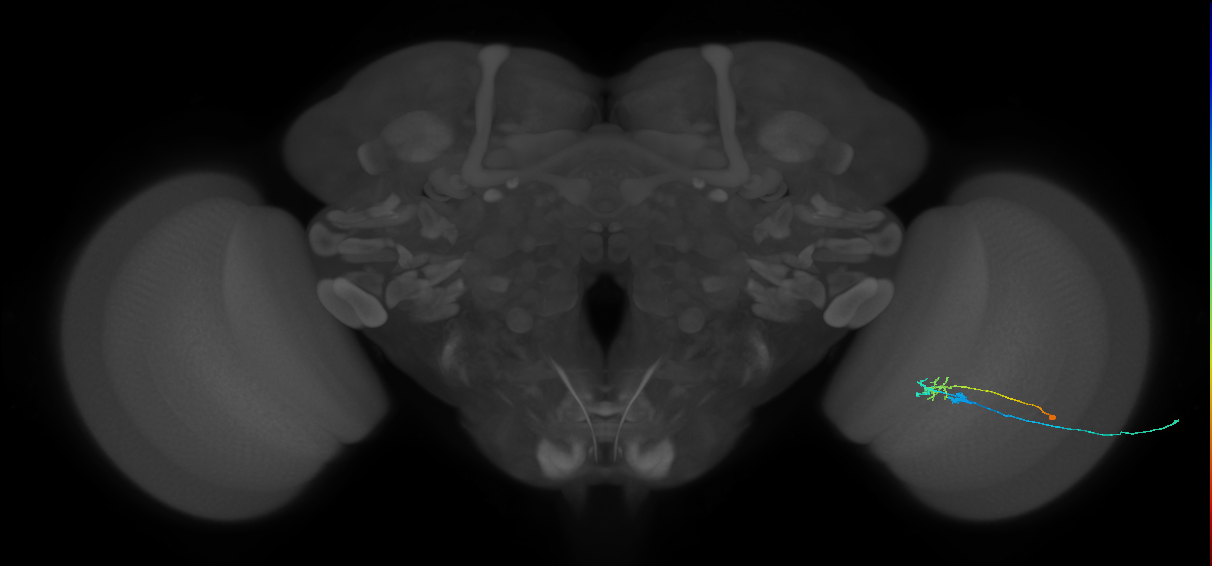 C2_R (MaleCNS:94418)