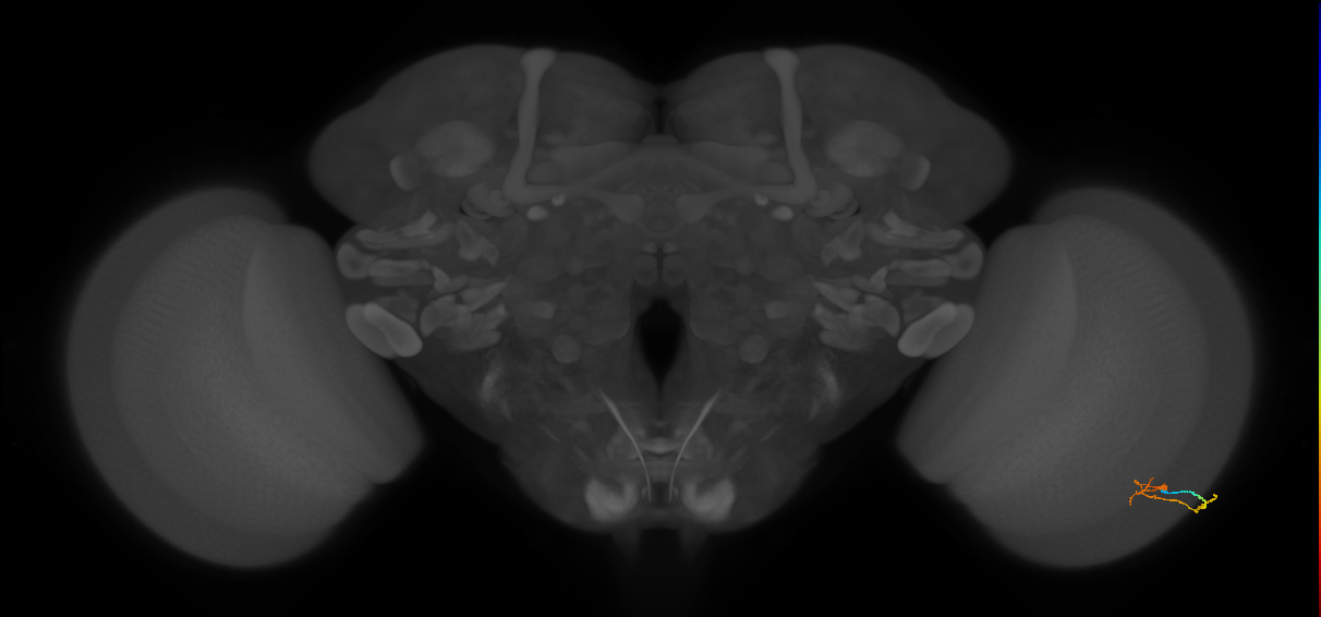 C2_R (MaleCNS:118758)