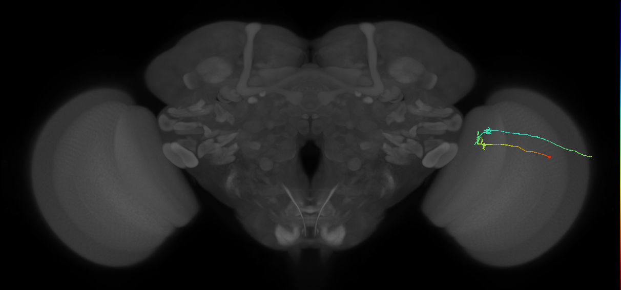 C2_R (MaleCNS:130707)