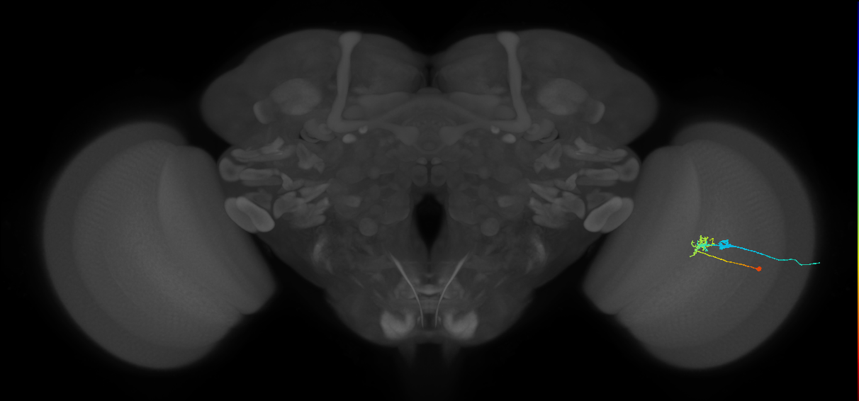 C2_R (MaleCNS:72991)