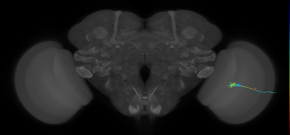 C2_R (MaleCNS:84956)