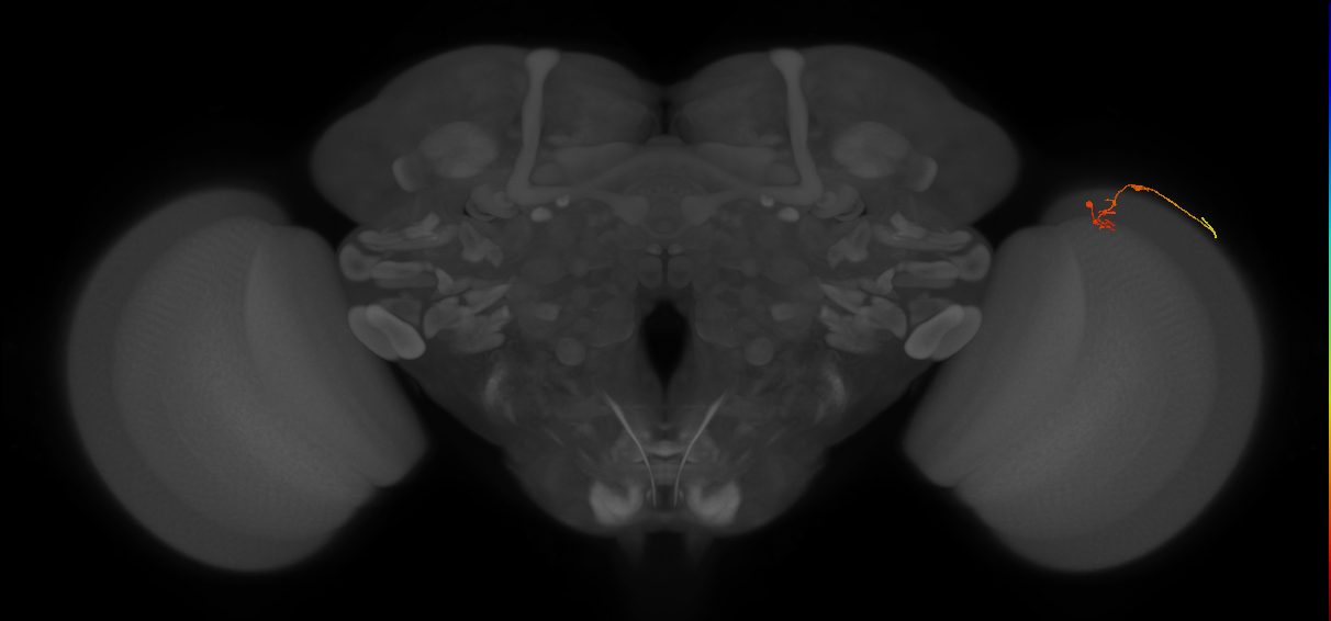 C2_R (MaleCNS:142478)