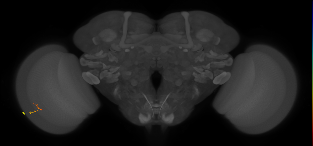 C2_L (MaleCNS:173567)